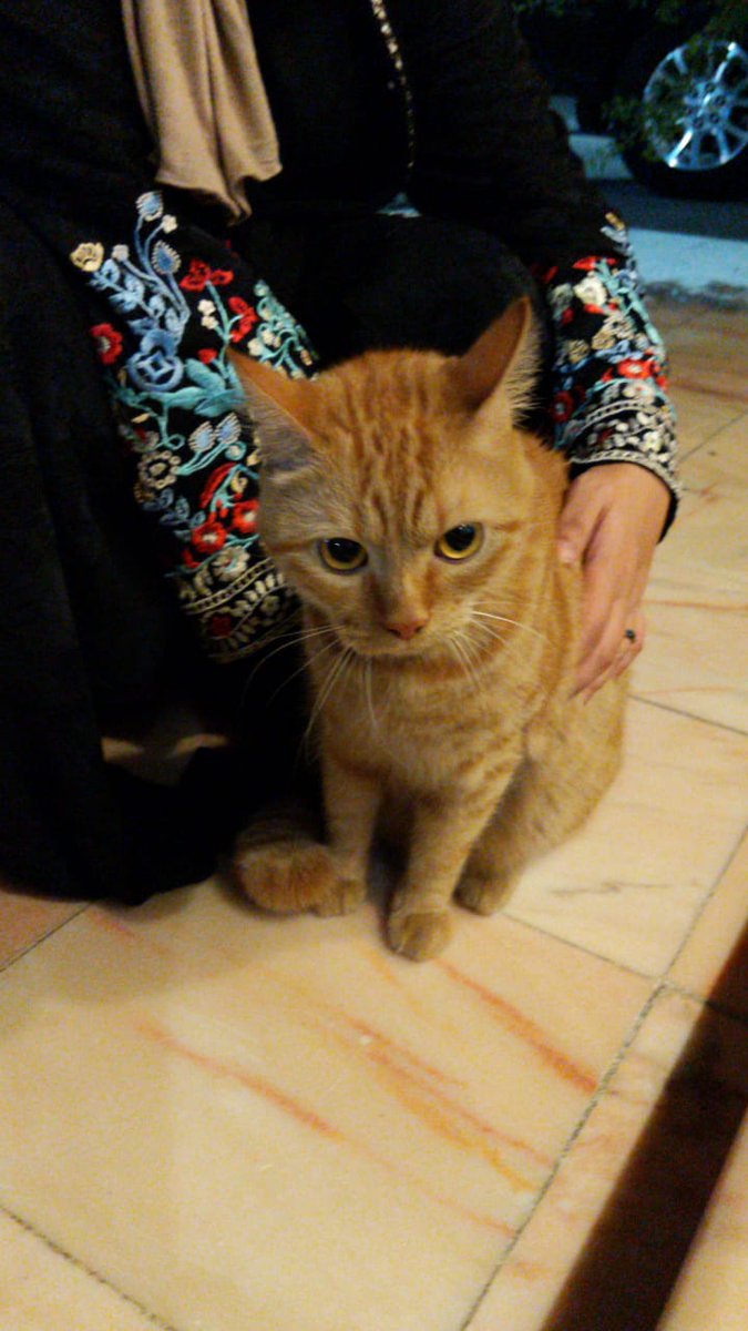 NerrinBamanie's tweet photo. #lost_cat found in Jeddah w collar still on him. Rehab dist. #cat #escapedcat #LostCat https://t.co/ZTgApa0Fy5