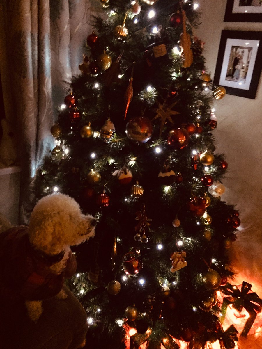 Riley looking for a chocolate bauble 🎄🎄🎄#LouthChat #spiritofchristmas