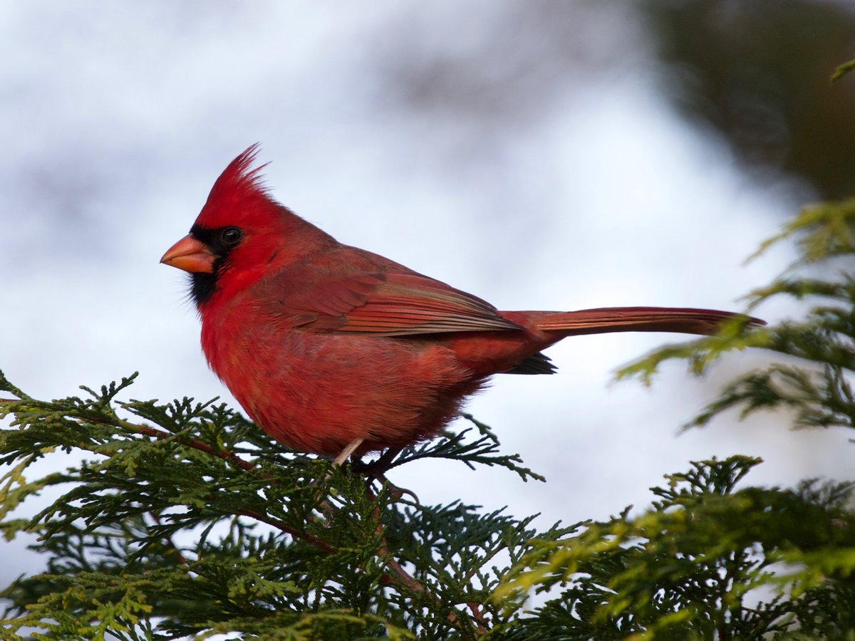HofstraBirds's tweet photo. Yesterday's Hofstra Christmas Bird Count yielded 22 species on campus, just below our average of 24. Among them were 16 Northern Cardinals, including this one … https://t.co/ImLF5PsxnL