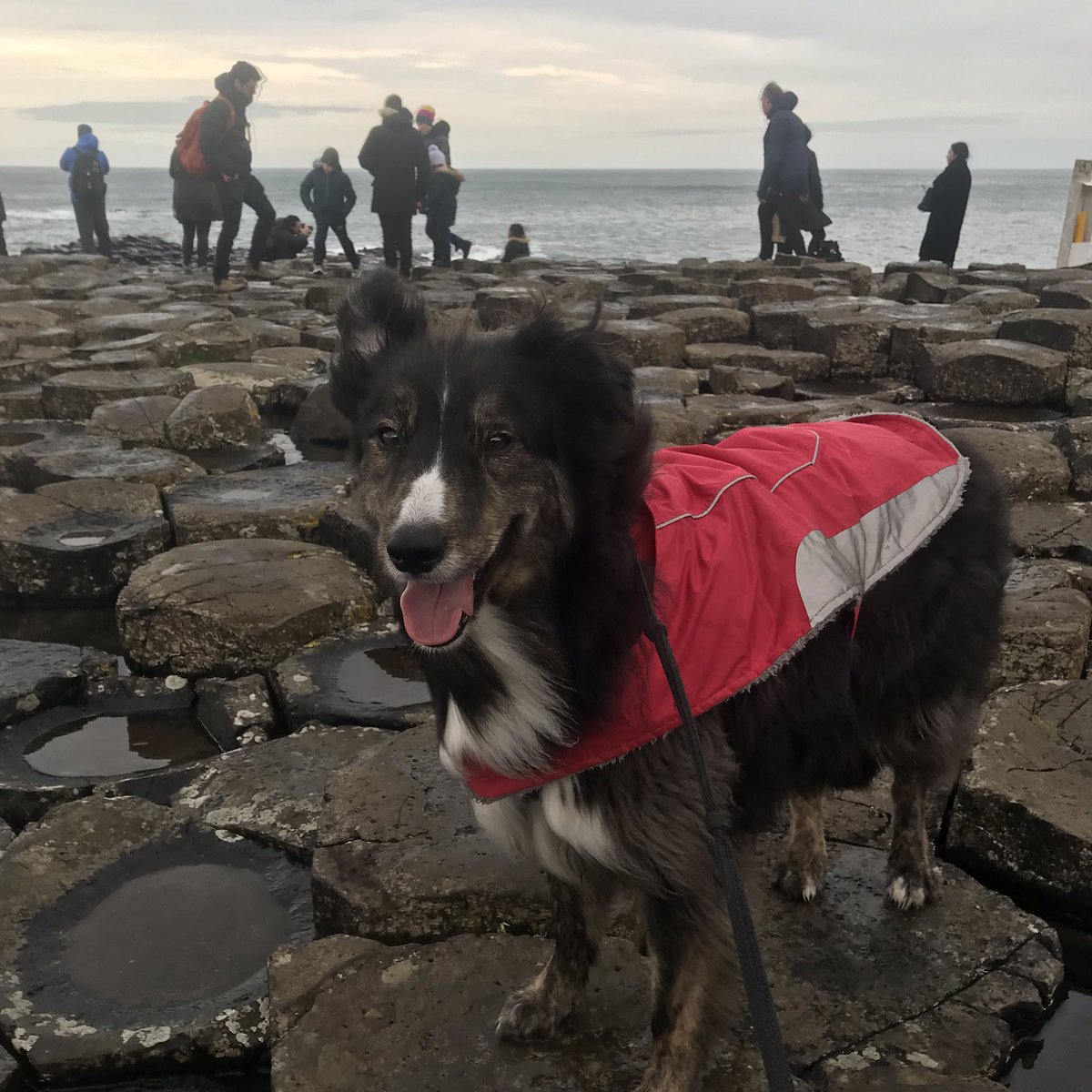 OneillMicky's tweet photo. Giants Causeway 
#giantscauseway #NorthernIreland #ireland https://t.co/TYCFDrThsU