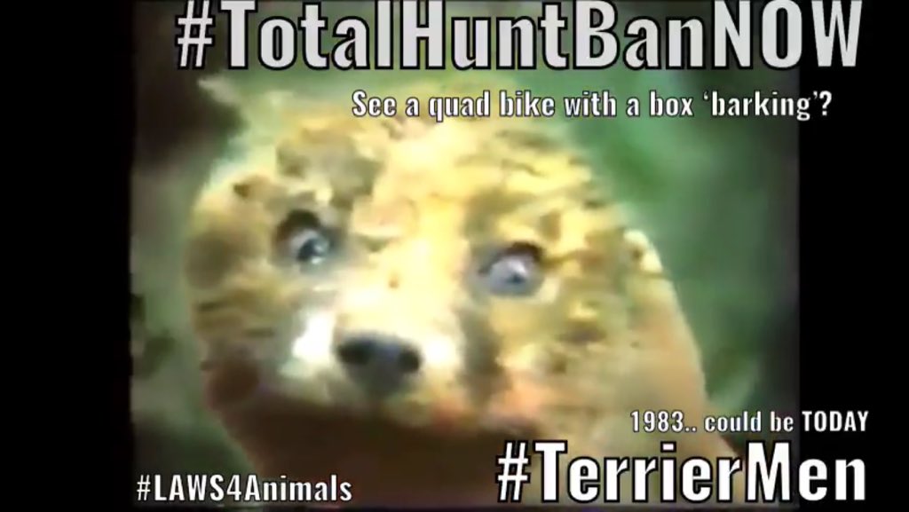 Labour4Animals's tweet photo. PLEASE #ForFoxSake SHARE &amp; #TagYourMP and tell them to pledge #TotalHuntBanNOW 20 years in to the millennium #TerrierWork SHOULD BE ILLEGAL! CALL for stronger #LAWS4Animals It’s time for to #GetTheBanDONE #TheLink 
The fox in this photo was alive looking at the camera..it’s fate? https://t.co/ruwDsbc1no