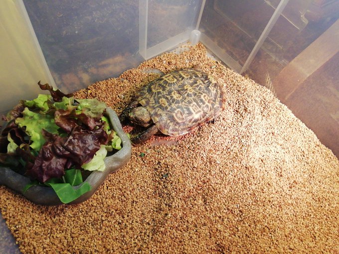 初心者向け リクガメの飼い方や必需品7点 生態など徹底解説