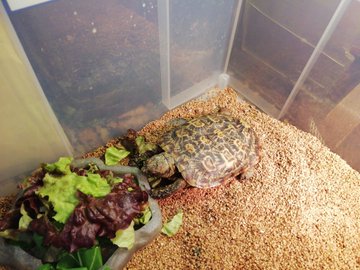 初心者向け リクガメの飼い方や必需品7点 生態など徹底解説