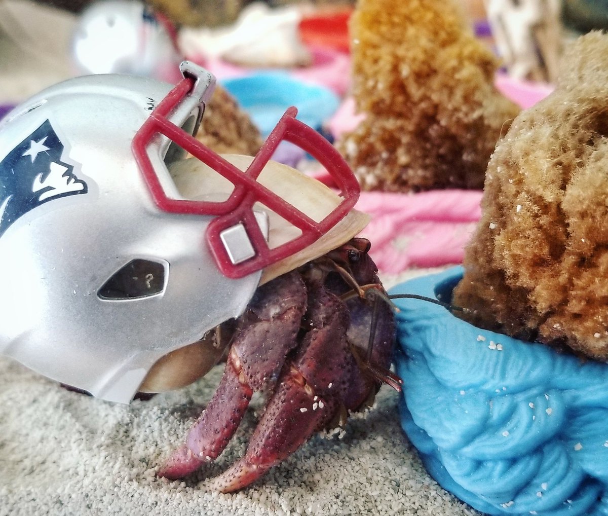 PupcakesCapeCod's tweet photo. These are the cutest Patriots players ever

#NFL100 #Patriots #nepatriots #SundayFunday #MIAvsNE #NEvsMIA #newenglandpatriots #tombrady https://t.co/WLLCMZ40sp
