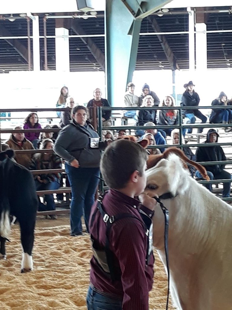 VSparks77's tweet photo. Placed 3rd in 1st ring, now on to the 2nd! @KorinneMgr @LakeCreekFFA @ManeStream_LCHS @LCHS_Girls_Socc #korinnesmoocrew #bucklebash https://t.co/FusqAe704R