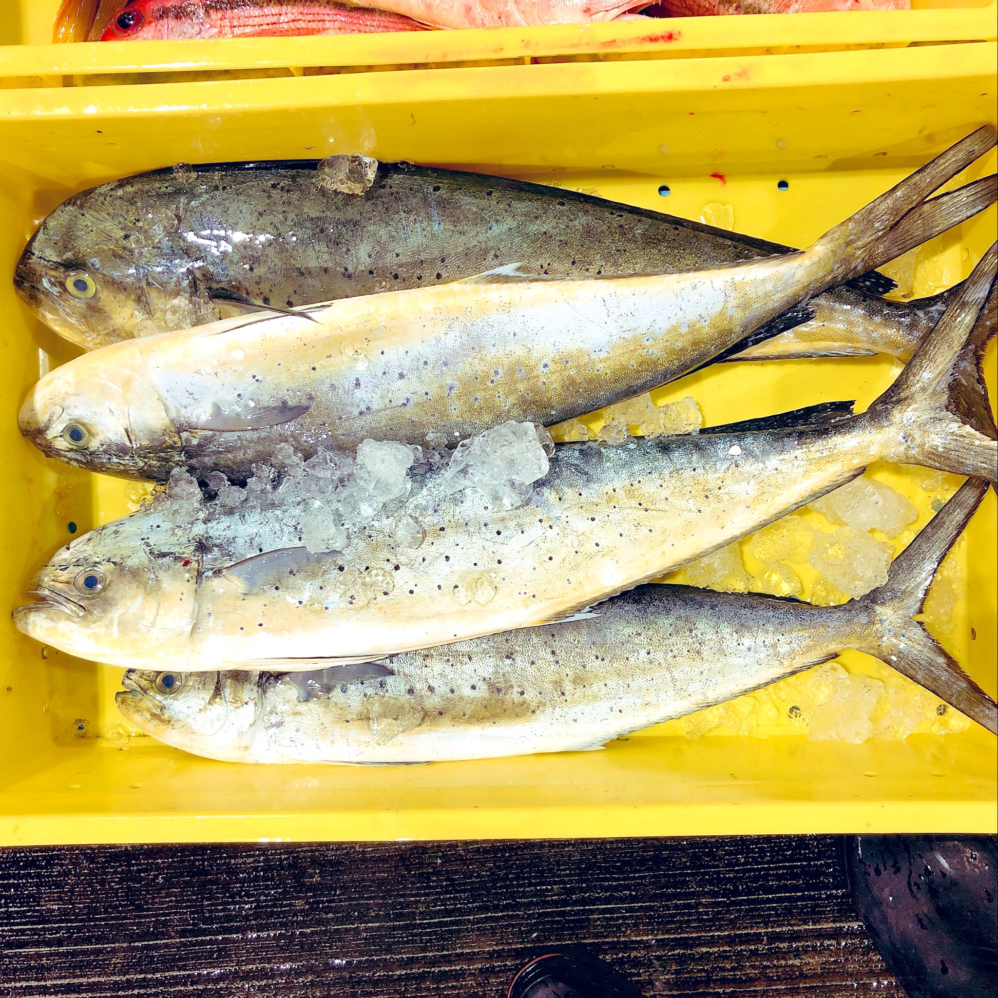 こじ 天草牛深 シイラ こっちではマンビキ ハワイではマヒマヒ 何万匹も獲れるからそういう名がついたとのこと 猫またぎとも呼ばれ 昔は猫にすら無視される魚でしたが流通技術の発達により鮮度良く全国に送られてます 弁当や惣菜の白身魚の