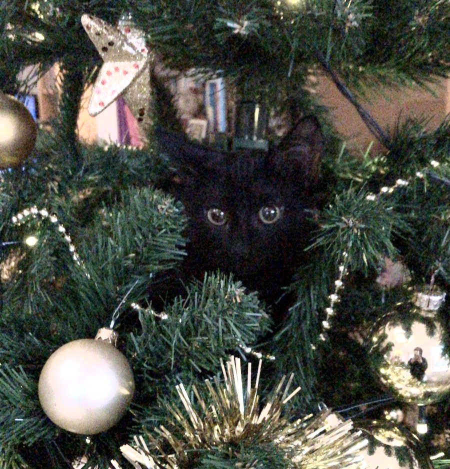 f_hoekstra tweet media