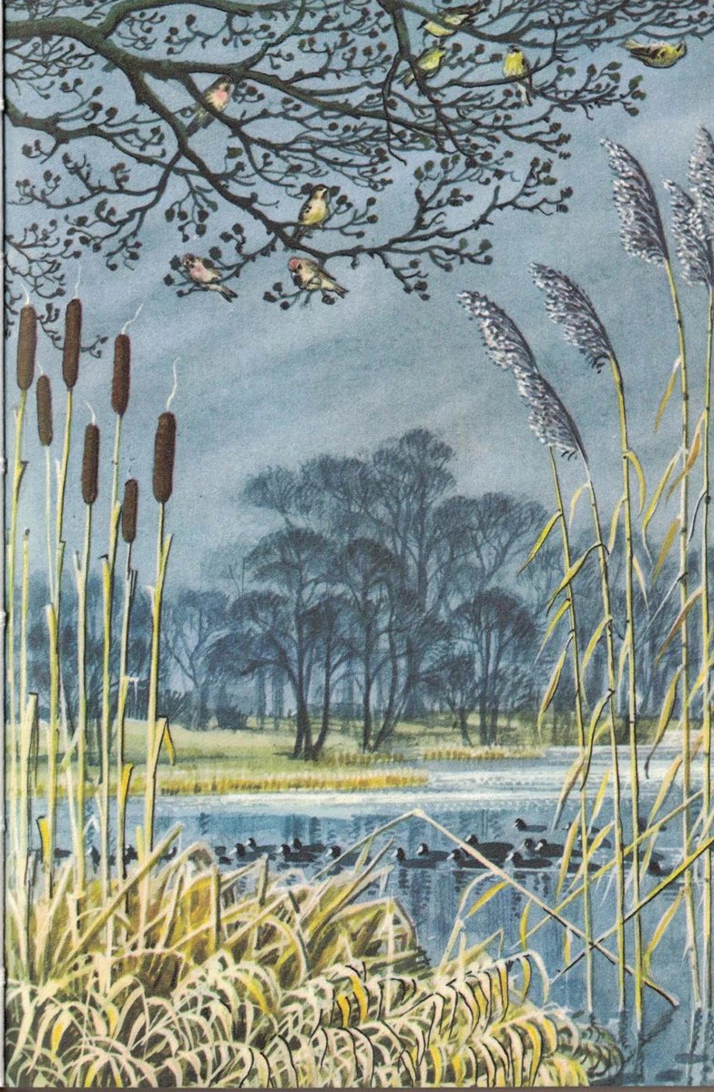 B_Strawbridge's tweet photo. From the Ladybird book 'What to look for in Winter' - illustrated by Charles Tunnicliffe https://t.co/U8S4NiDdxz