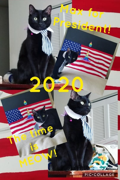 Max4Prez2020's tweet photo. ANNOUNCING MY CANDIDACY!
The Time is MEOW!
#Cat #Cats #BlackCats #President #2020 #Political
#politics #Max #Max4President #Running #Democrat #Equality #Acceptance #CatNip #Naps4All https://t.co/0c2uQyEZ6H