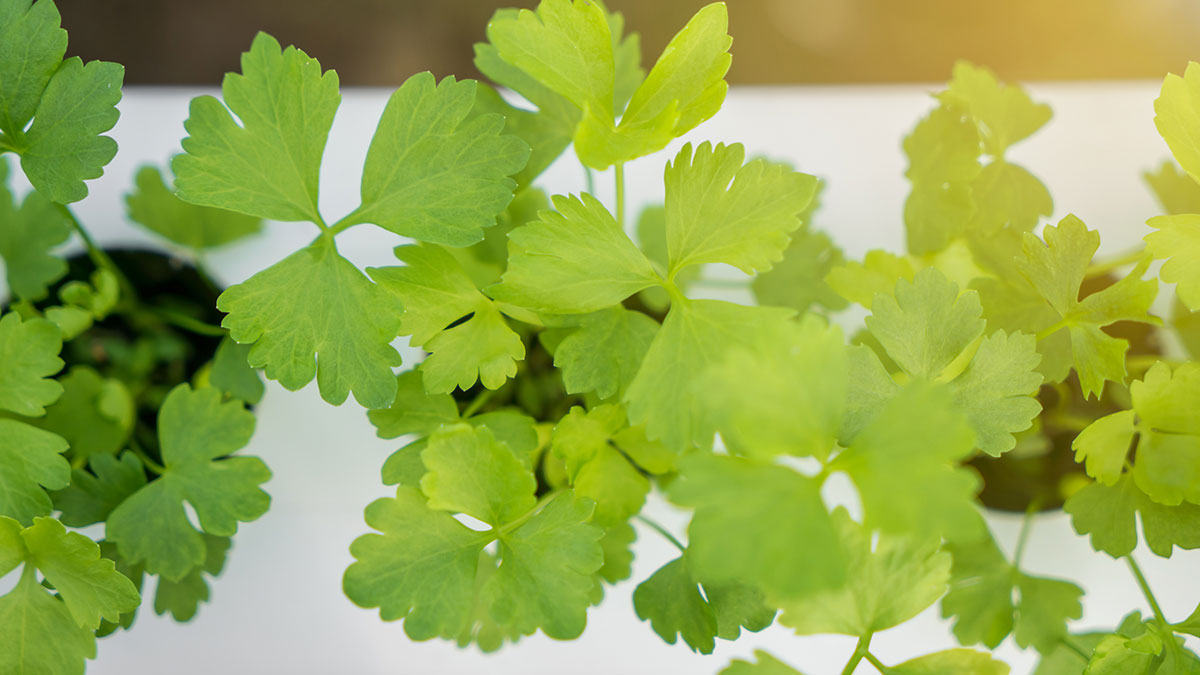 Hydroponic gardening is becoming more popular for many reasons. Learn more about the benefits here: bit.ly/33WbTMd