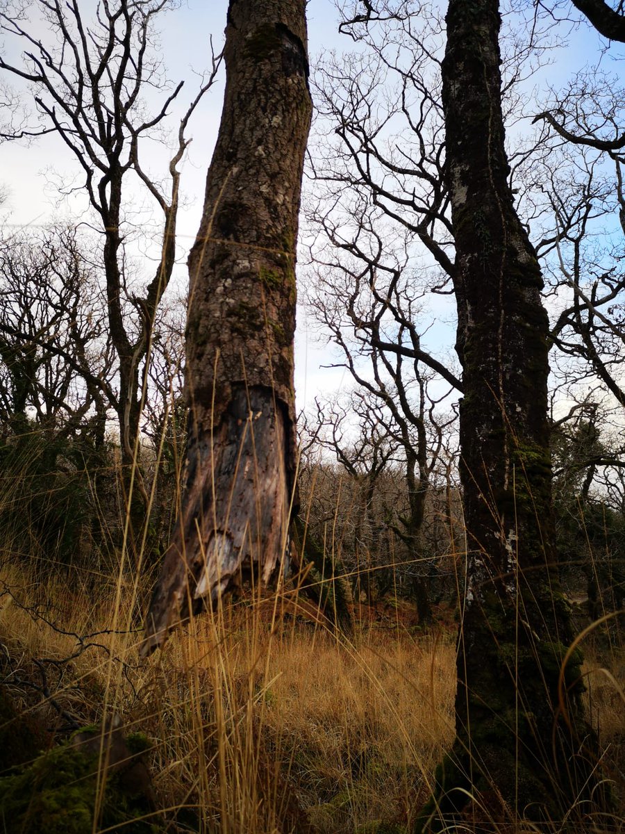 rayofoghlu's tweet photo. This tree was especially odd by way of it...well...not being attached to the ground and stuff. #uragh https://t.co/TevQctHhAf