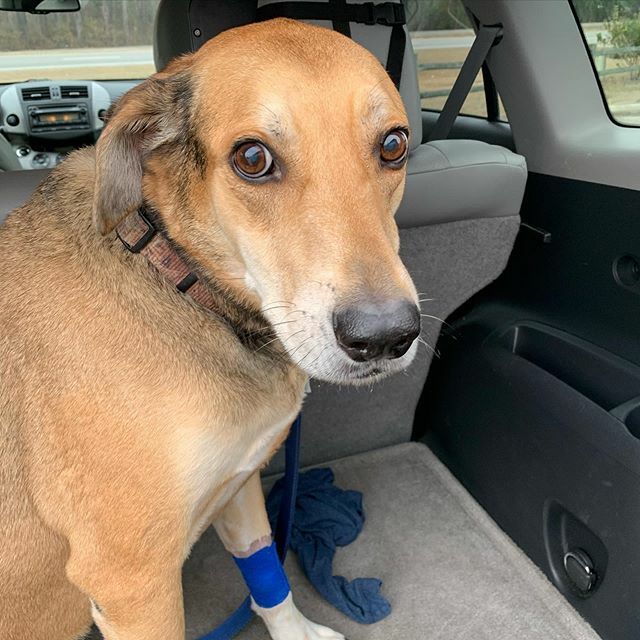 crmessyhouse's tweet photo. Rusty: 3, Pancreatitis: 0 (Chris and Caroline: -$thousands in cumulative vet bills). Grateful to have this guy home today after we learned that he was dealing with pancreatitis, and the beginnings of liver failure due to the steroids he was getting for a… https://t.co/sTmEHFnBAH https://t.co/TnBPEswDNo