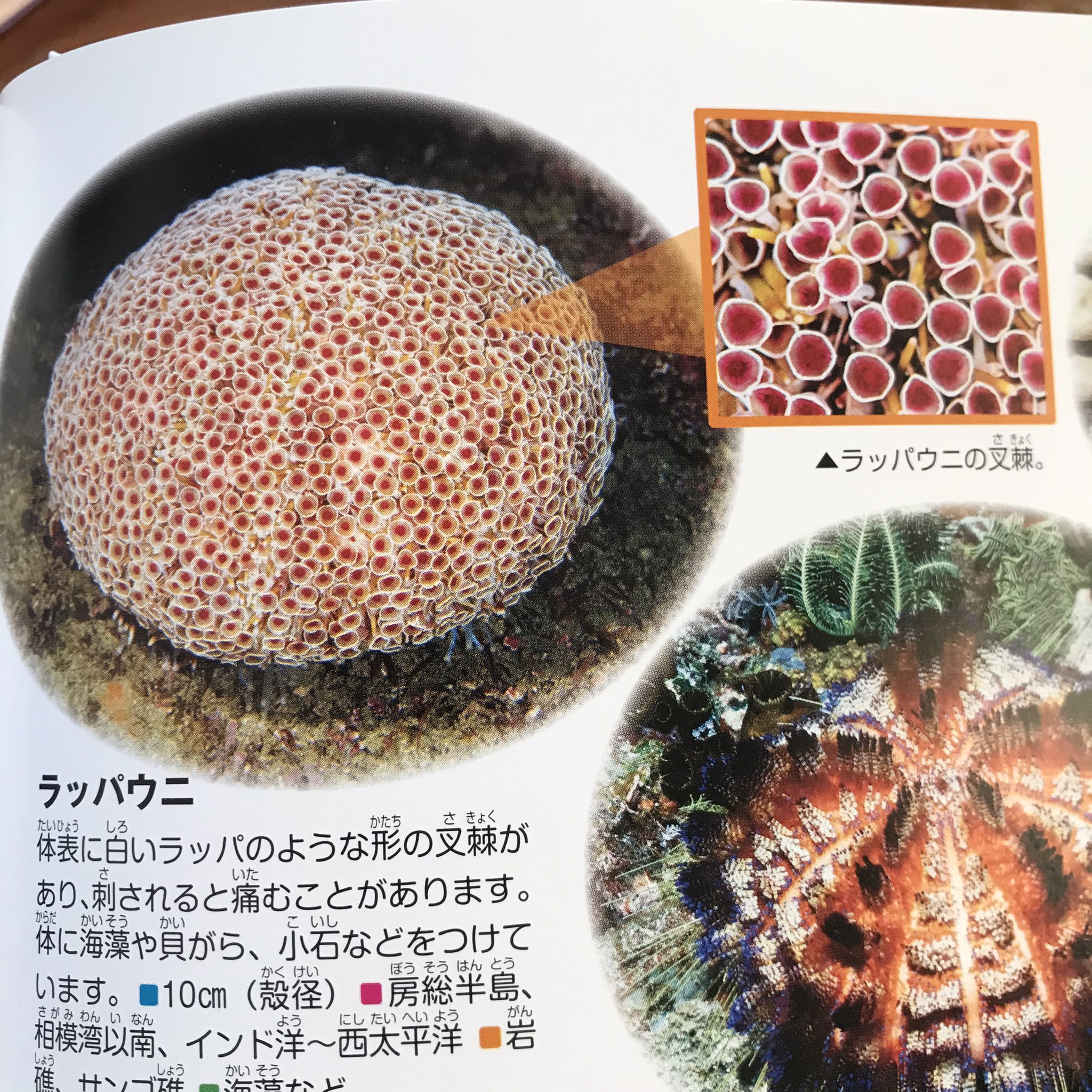 100姿 トライポフォビアに海の生き物はハードル高い 内臓の底から込み上げる悪寒と闘う婆 ドmではない T Co E2vzewpb51 Twitter