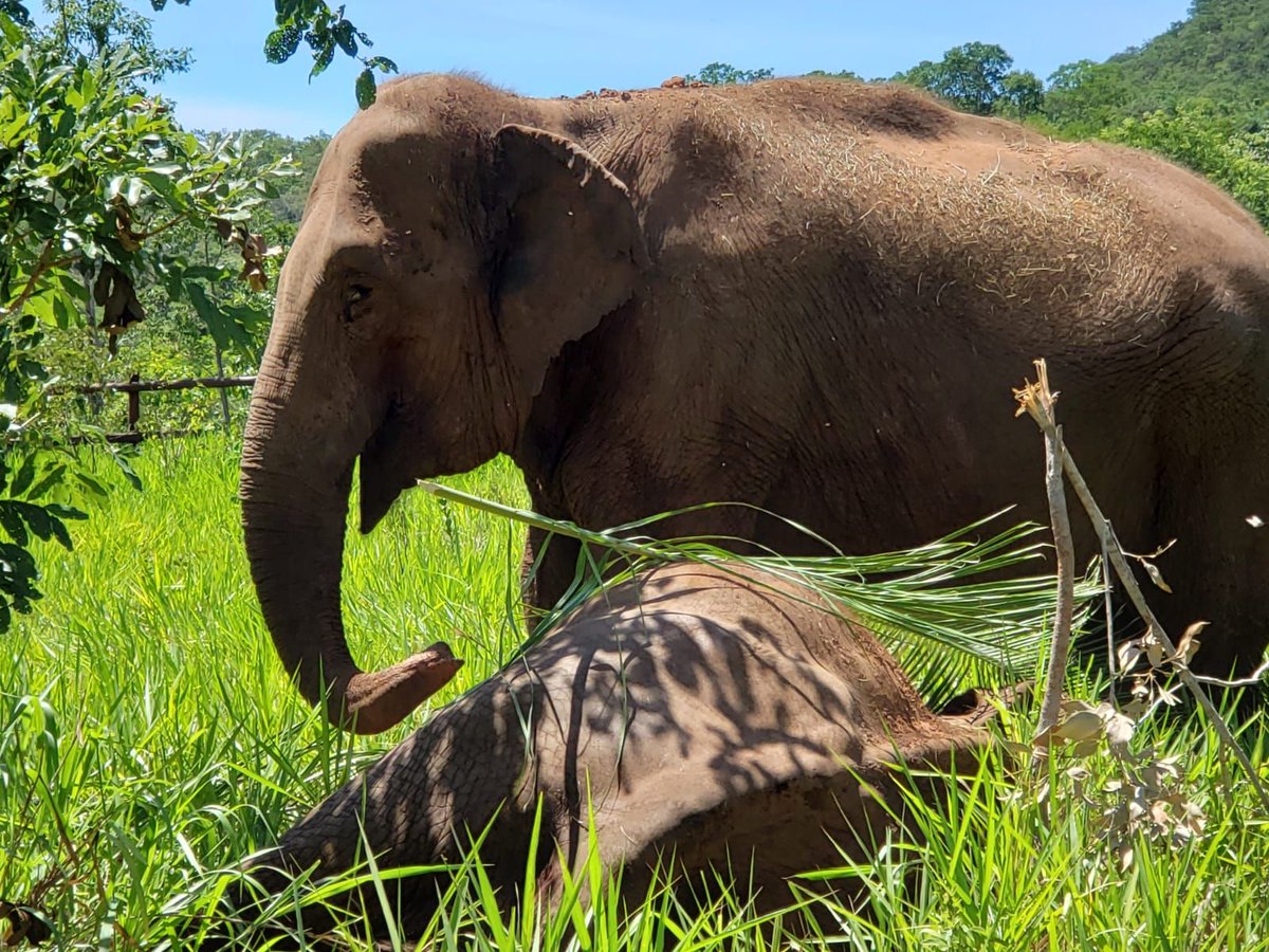 Global Sanctuary for Elephants tweet media