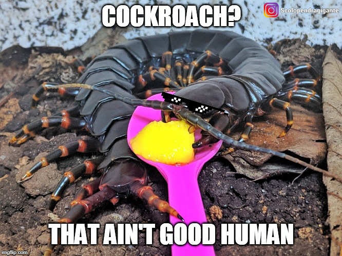 Scolopendragig1's tweet photo. Feed me more fruits human!

#exoticpet
#scolopendra
#scolopendragigantea
#centipede
#centipedes
#giantcentipede
#lipan
#지네
#ムカデ
#蜈蚣
#ciempiés
#centopéia
#myriapoda
#invertebrate
#arthropod
#tarantula
#vivarium
#tarantulasofinstagram 
#centipedesofinstagram 
#venomous https://t.co/kad7J71yRl