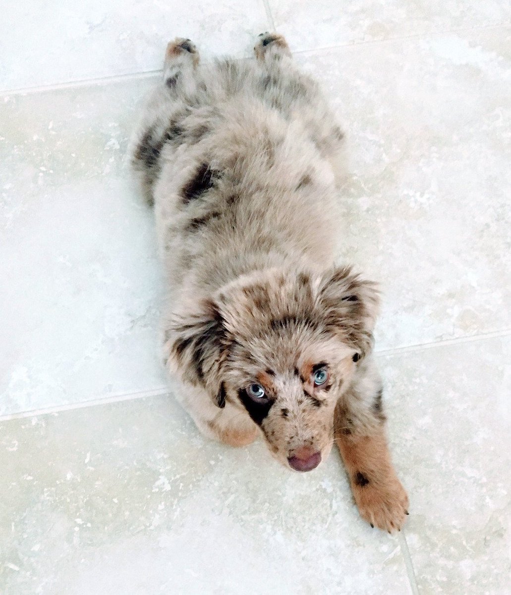 Puppies Source tweet media