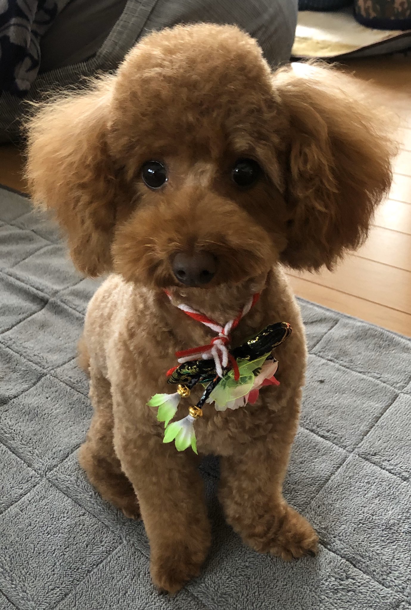 よしひろ トリミングに行ってきたよ 可愛くなりましたぁ トイプー トイプードル マイロ サマーカット 顔はテディーベア 正月仕様の首飾り ハノハノ T Co Yzw1rbvgby Twitter