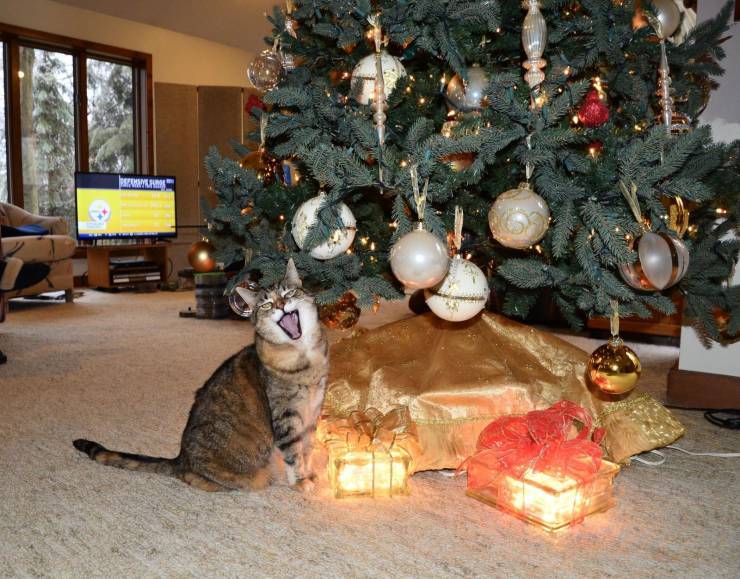 KittyOfTheDay's tweet photo. *festive screaming*
#cats #catlovers #CatsOnTwitter #FelineFriday https://t.co/iHzJ3UOowI