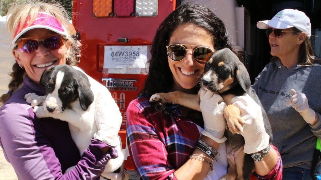 Our last ride of the year and we are bringing out the buses. You can help our rescue partners save more lives by donating a free spot on a #freedomride today.
Learn more about our 501(c)(3) platinum rated org at rescueexpress.org