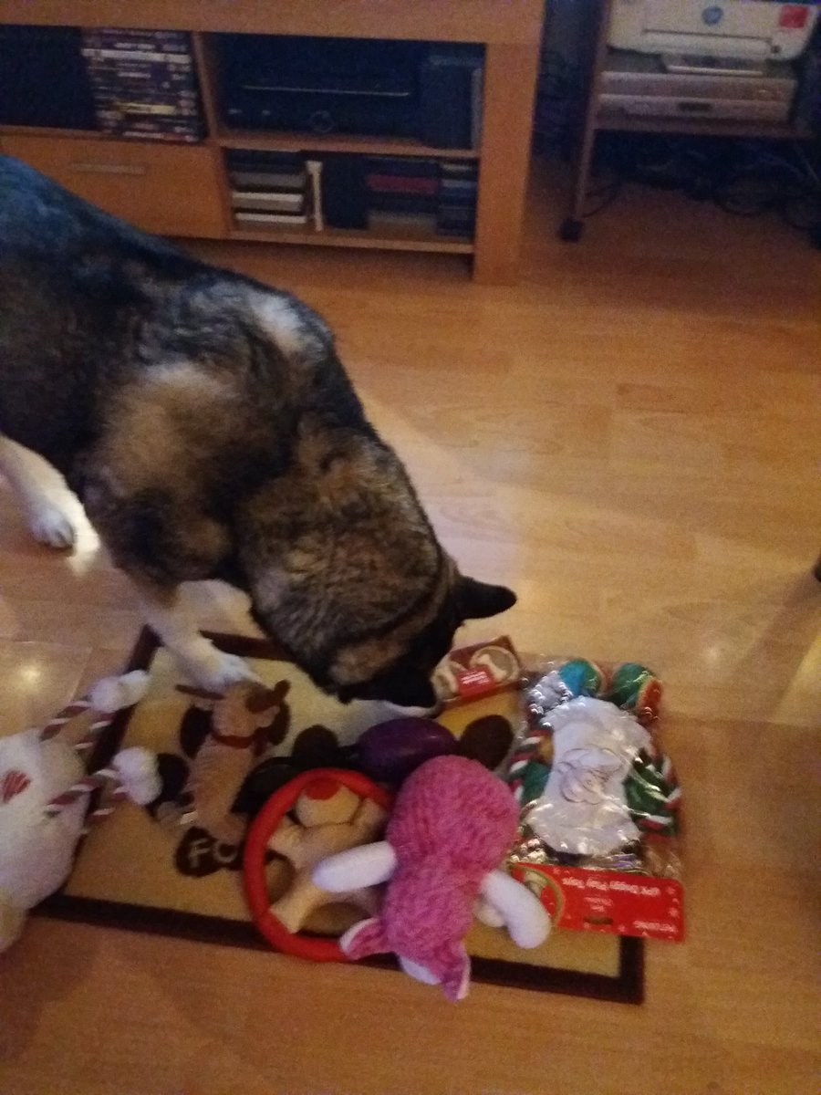 Look at all my presents I got guys. I was very spoilt. I didn't know what toy to play with first. 🎁🎁💕😘❤
#Adoptdontstop #rescureismyfavouritebreed #dogcelebration <a href="/dogcelebration/">CelebrationOfDogs</a> #dogsatchristmas 🤶
