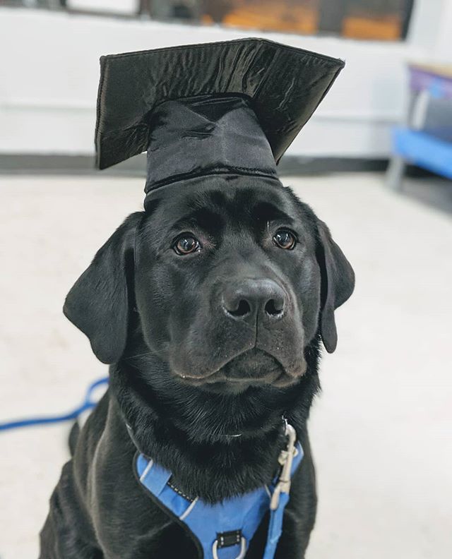 Dauntless_Dogs's tweet photo. Oliver wants everyone to know! If you sign up for a puppy class from now until February 1st, you will get 15% off a Beginner class!
#dogtraining #dogs #dog #dogsofinstagram #puppyschool #puppy #dauntlessdogsmd #dauntlessdogtraining #maryland #marylanddogtraining #puppiesofinstagr https://t.co/bnvfVFwcrf