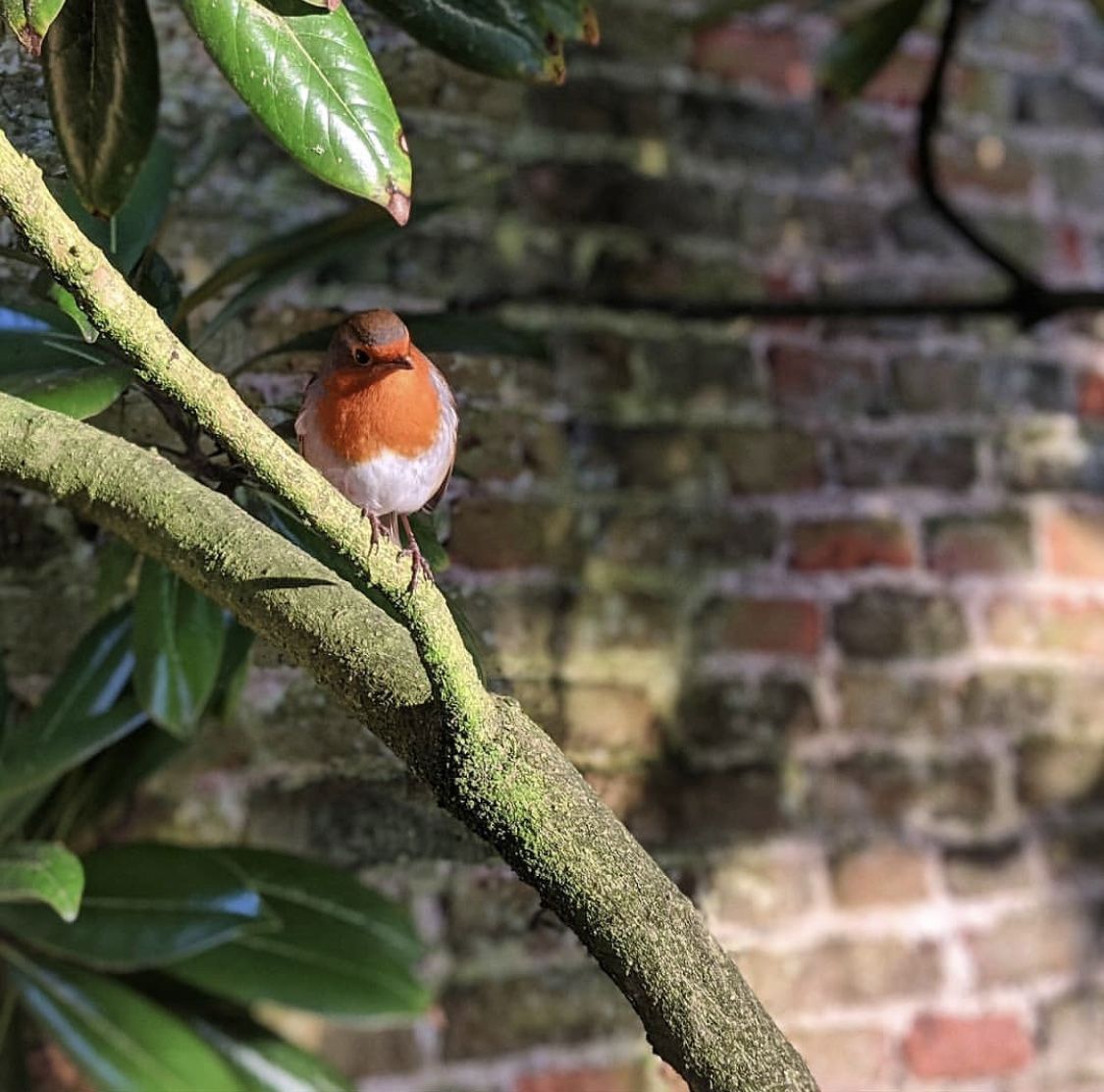 Saltmarshe Hall tweet media