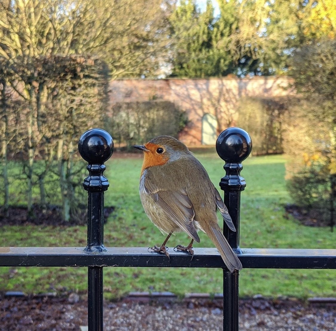 F R I E N D S  O F  S A L T M A R S H E  H A L L 🌳🏛🌳

Those of you who follow @saltmarshegardener will know we have a regular visitor in the gardens! Meet Rubus the Yorkshire Robin ☺️
Our festive friend this winter ❄️