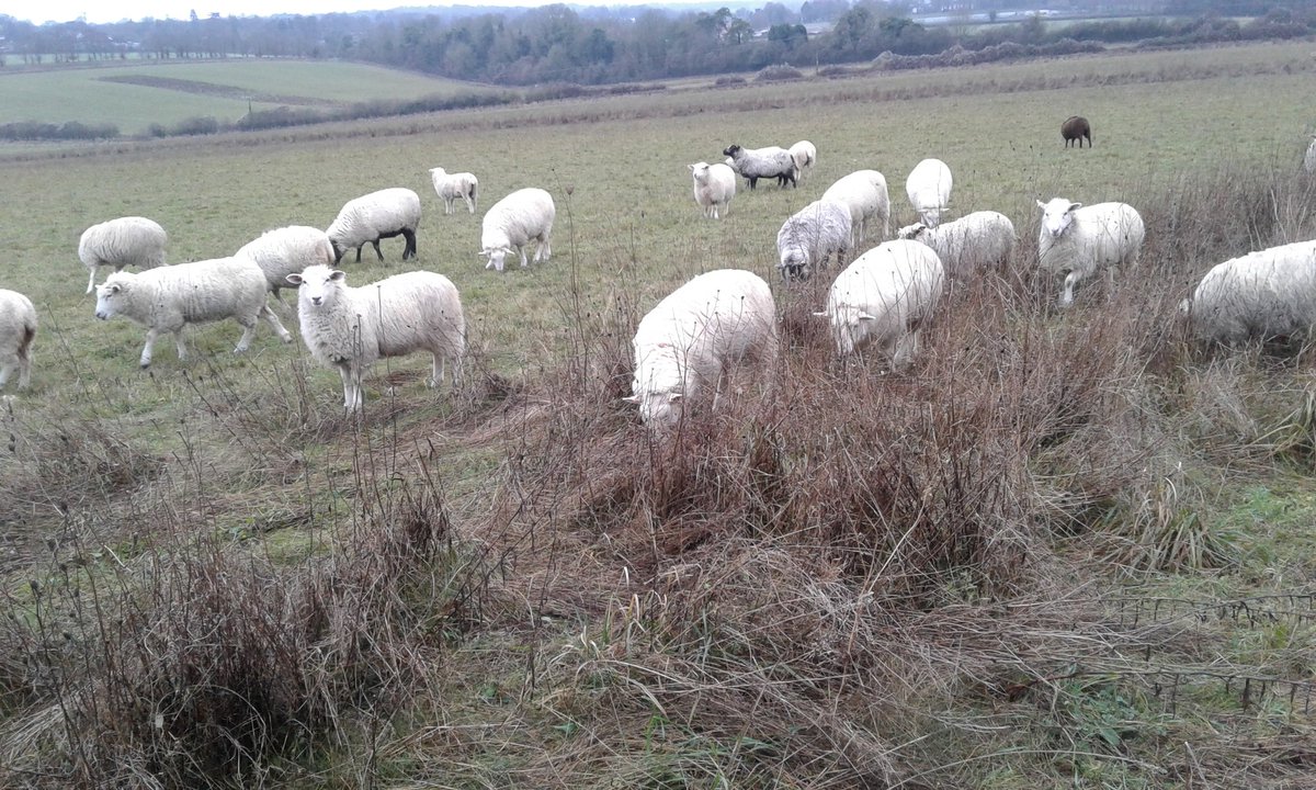 rachel_remnant's tweet photo. Walked a long way today! Livestock checks #stcatherineshill #bartonmeadows #winnallmoors @HantsIWWildlife plus reed cutting & feeding the fire. Looking forward to sitting on a train all day tomorrow!! https://t.co/tnzBQCCJyZ