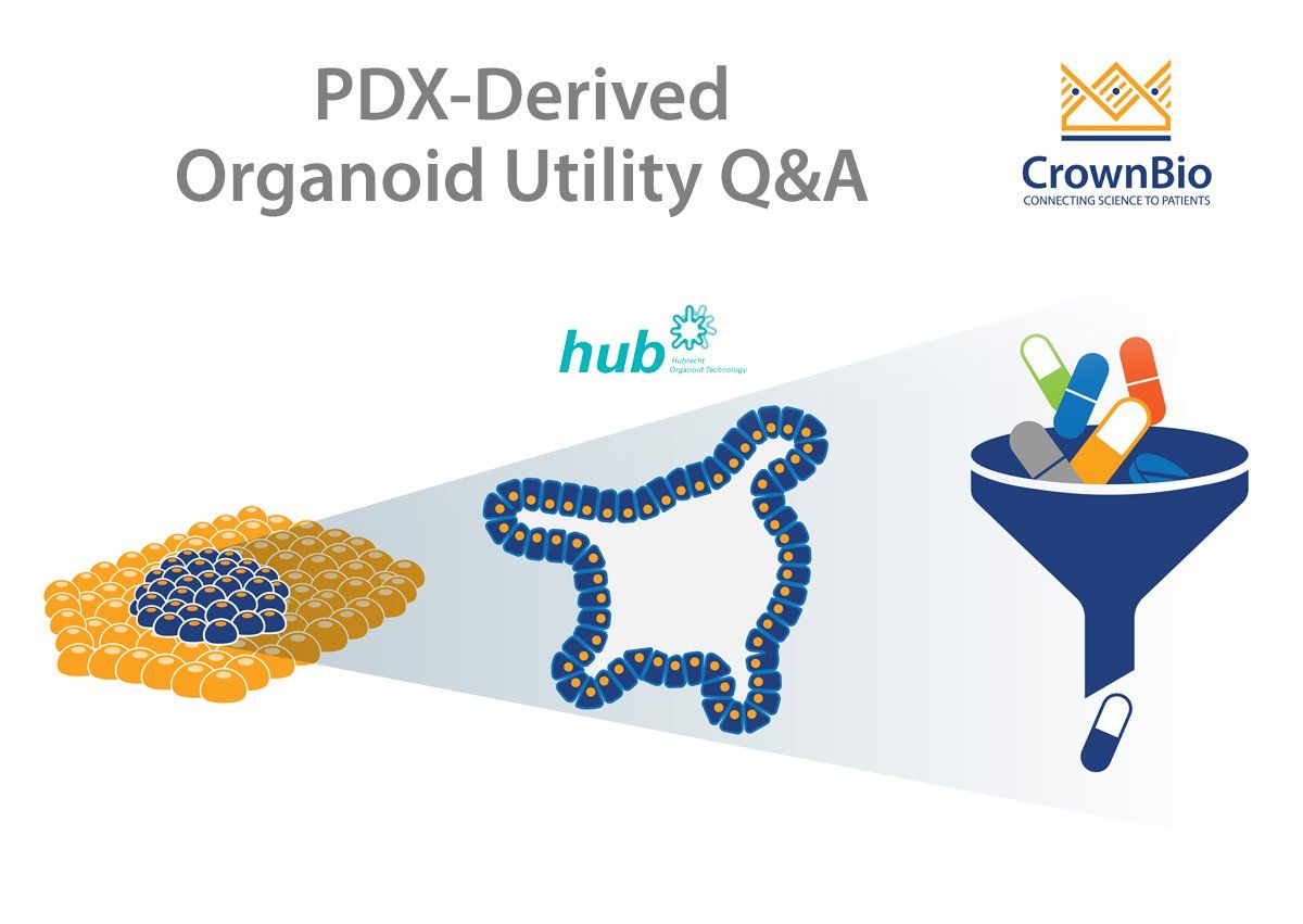 crownbioscience's tweet image. #Oncologyblog: Review the main questions on the key applications of #PDXO buff.ly/2rTjePG #HUBOrganoids #TumorOrganoids #Organoids