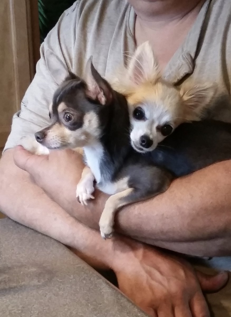 roscoe_blaze's tweet photo. it’s #FuzzballFriday. “My Cup Runneth Over” with fuzzy and furry sweetness. Or in this case, daddy’s arms runneth over with Chihuahua love. #DogsofTwitter https://t.co/UTWvmeQWLe