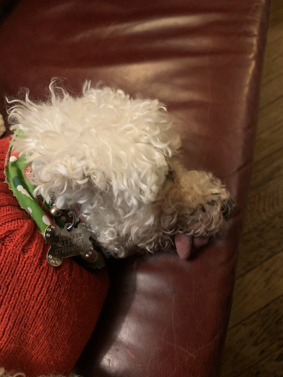 Fast asleep in the Dirty Duck! @mollier77 <a href="/tomthomas578/">Tom Thomas</a> @GeorgeBichon <a href="/jenny_bichon/">Jenny and Dolly</a> <a href="/WalshKim/">kim walsh</a> <a href="/WBichon/">Winky the bichon</a> <a href="/Paw_Palace/">Paw Palace Boutique</a>