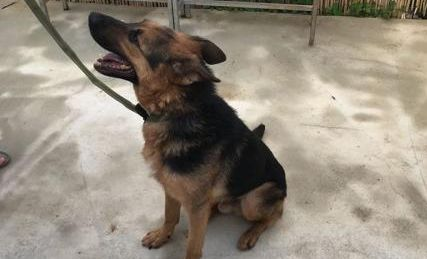 policia's tweet photo. ¿Conoces al agente canino🐶  Falcon?
Nuestro amigo es un cruce de pastor alemán con pastor belga de 3 años y medio al que no le gusta pasar tiempo solo, ¿quieres compañía? 
https://t.co/7ttanShLl3

#AdoptaNoCompres 
#AdoptaUnJubilado https://t.co/vaLpavp9YQ