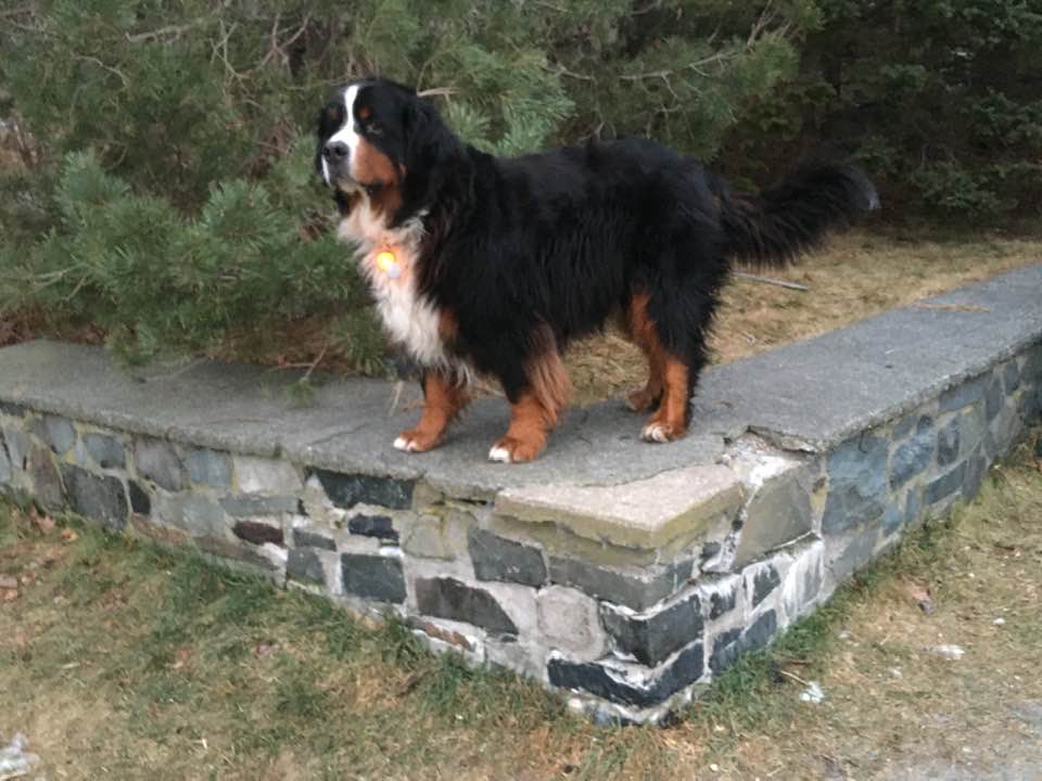 RedDoorRealty's tweet photo. Best of the season from #RDRBru!
#DogsofRedDoor https://t.co/yuiKB9HjYc
