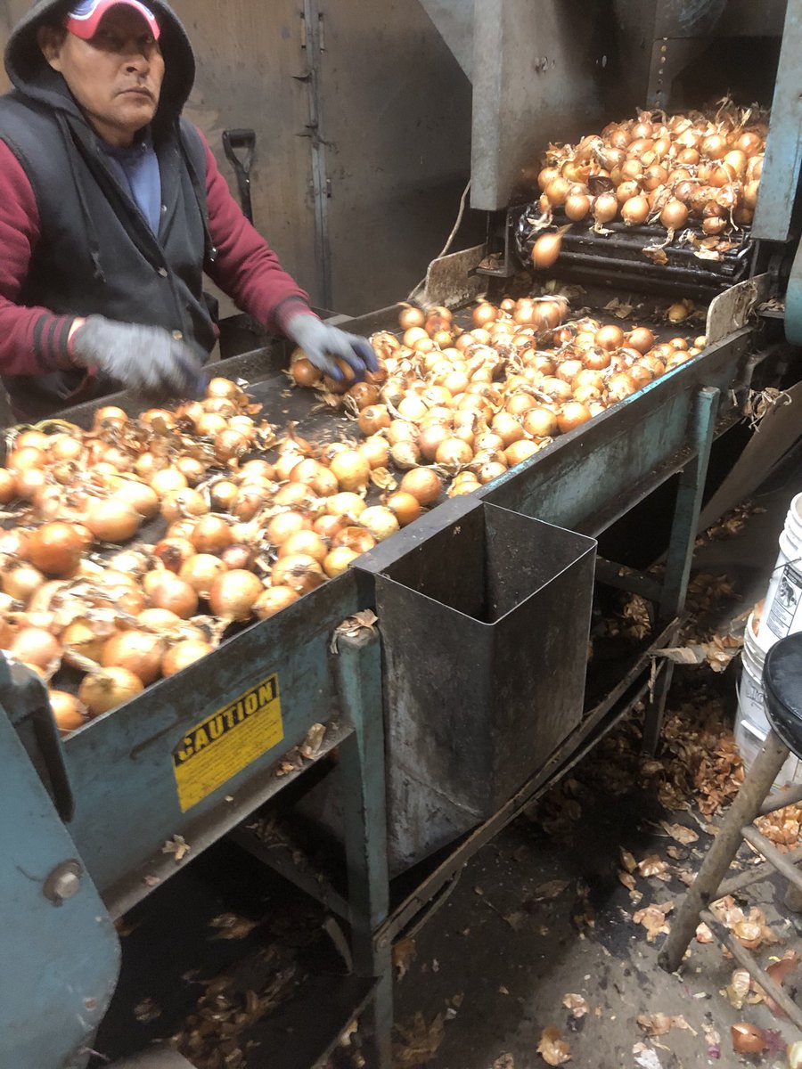 ChrisPawelski's tweet image. Today we are bagging smaller size onions. Won’t get much for them but at least they won’t go to waste. #onions #undersize #nowaste 1
