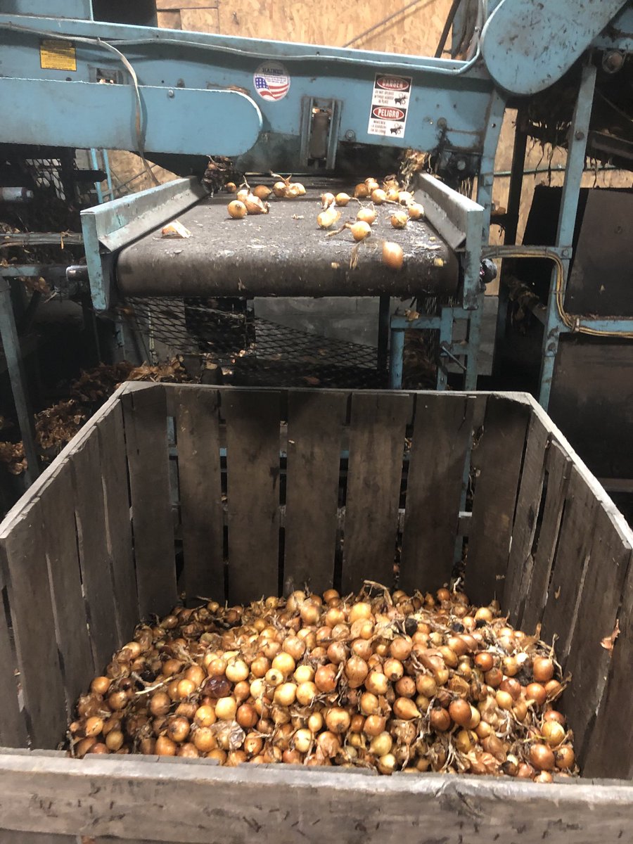 ChrisPawelski's tweet image. Today we are bagging smaller size onions. Won’t get much for them but at least they won’t go to waste. #onions #undersize #nowaste 1
