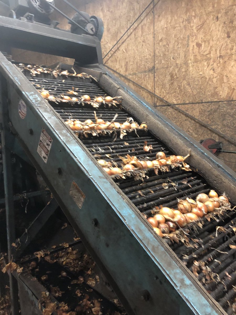 ChrisPawelski's tweet image. Today we are bagging smaller size onions. Won’t get much for them but at least they won’t go to waste. #onions #undersize #nowaste 1