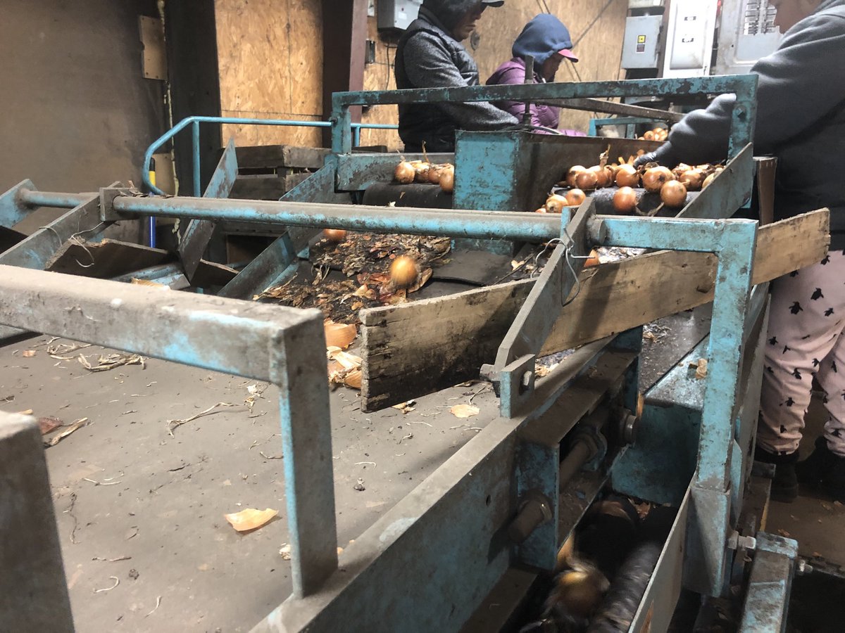 ChrisPawelski's tweet image. Today we are bagging smaller size onions. Won’t get much for them but at least they won’t go to waste. #onions #undersize #nowaste 1