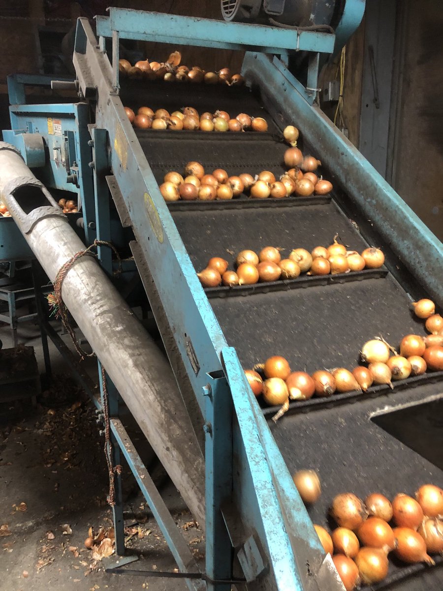 ChrisPawelski's tweet image. Today we are bagging smaller size onions. Won’t get much for them but at least they won’t go to waste. #onions #undersize #nowaste 2