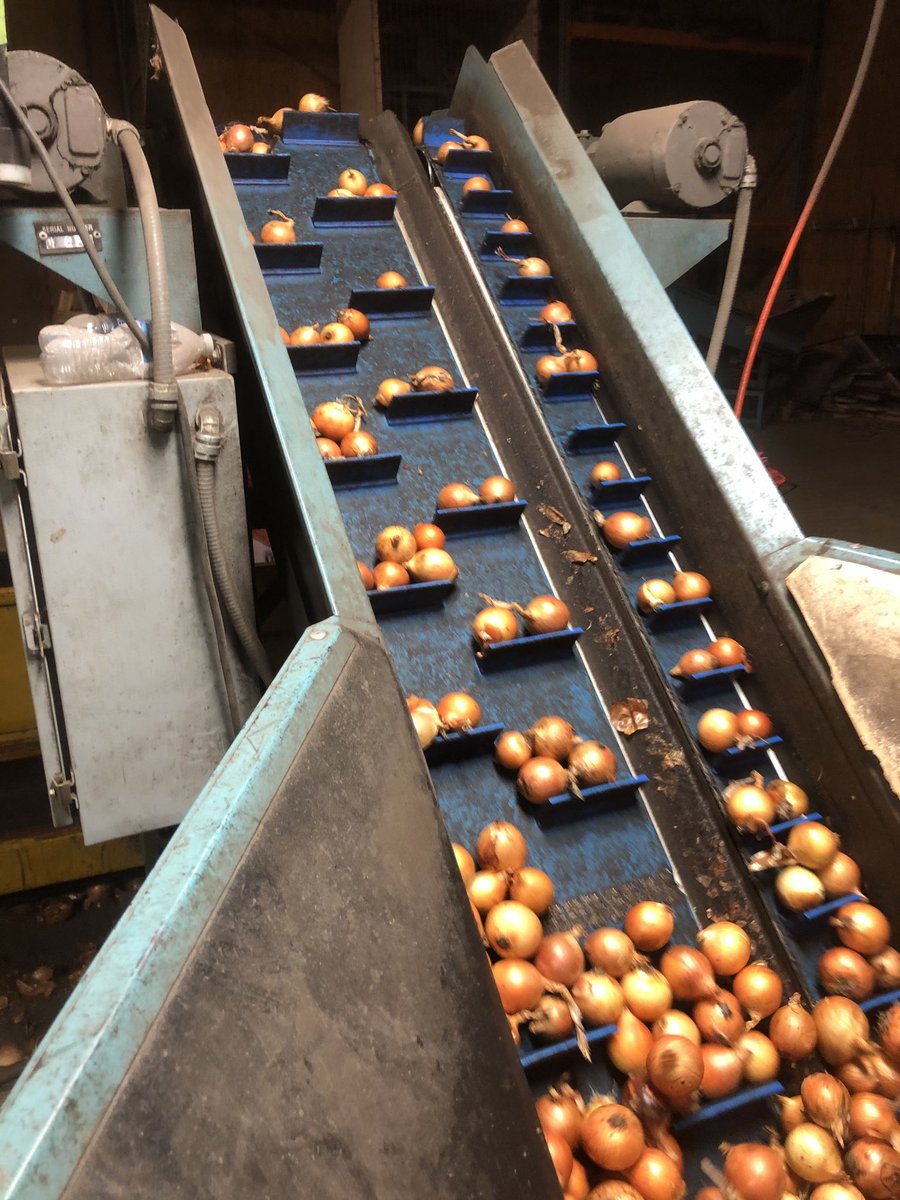 ChrisPawelski's tweet image. Today we are bagging smaller size onions. Won’t get much for them but at least they won’t go to waste. #onions #undersize #nowaste 2