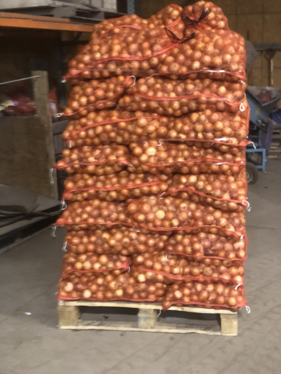 ChrisPawelski's tweet image. Today we are bagging smaller size onions. Won’t get much for them but at least they won’t go to waste. #onions #undersize #nowaste 3