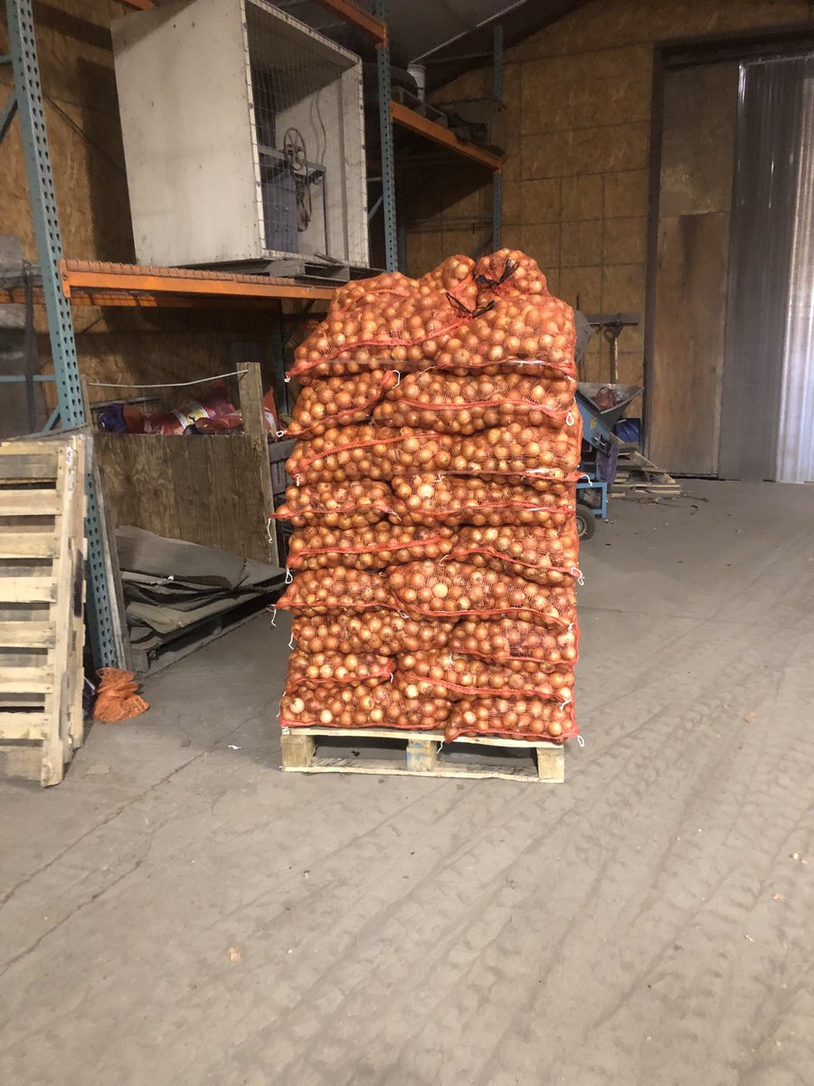 ChrisPawelski's tweet image. Today we are bagging smaller size onions. Won’t get much for them but at least they won’t go to waste. #onions #undersize #nowaste 3