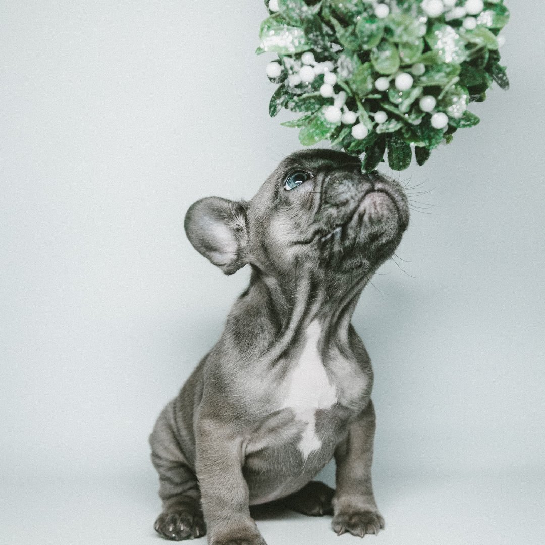 the93108's tweet photo. Hope you've had yourself a Merry Little Christmas, what are your plans for New Years?
#frenchbulldog #puppylife #holidayfun #cuteness #montecitolifestyle #montecito #newyears #goals #realestate #compass #compassmontecito #california #holidaytraditions #frenchie @Compass https://t.co/2nHqdfB4jm