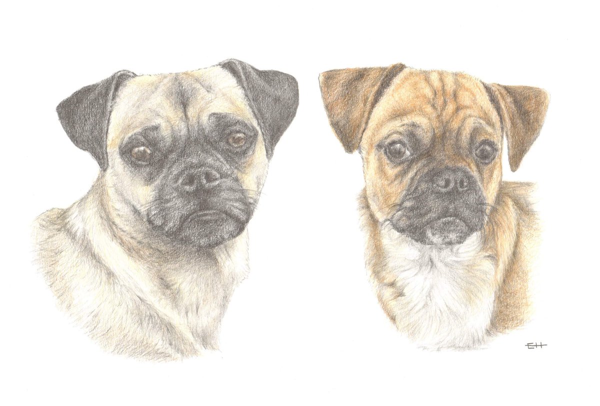 e_hemming_art's tweet photo. Here’s another Christmas commission - full colour, A3 of 2 gorgeous doggies! #dog #dogs #pug #puglove #pugs #dogdrawing #artoftheday #art #artist #drawing #pencil #pencildrawing #sketch #commission #giftideas #portraitartist #pencilart #pencilartist #ehartandportraiture https://t.co/mClJDtyaYp
