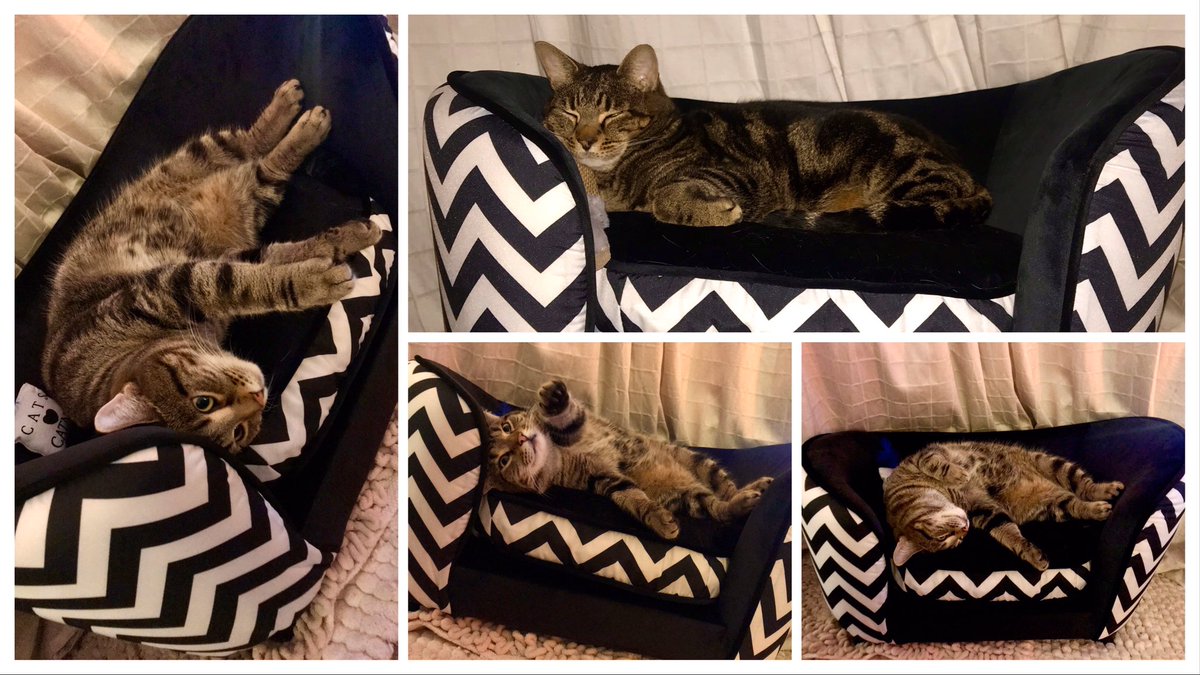 TamilToes's tweet photo. Lovin our #Christmas #SofaSoGood 🎁😹🛋 #CatLogic #FridayFeeling #CatsOfTwitter Love TTT & Ruipee Tootsie 💝😻🐾 https://t.co/LErfIQRIgV