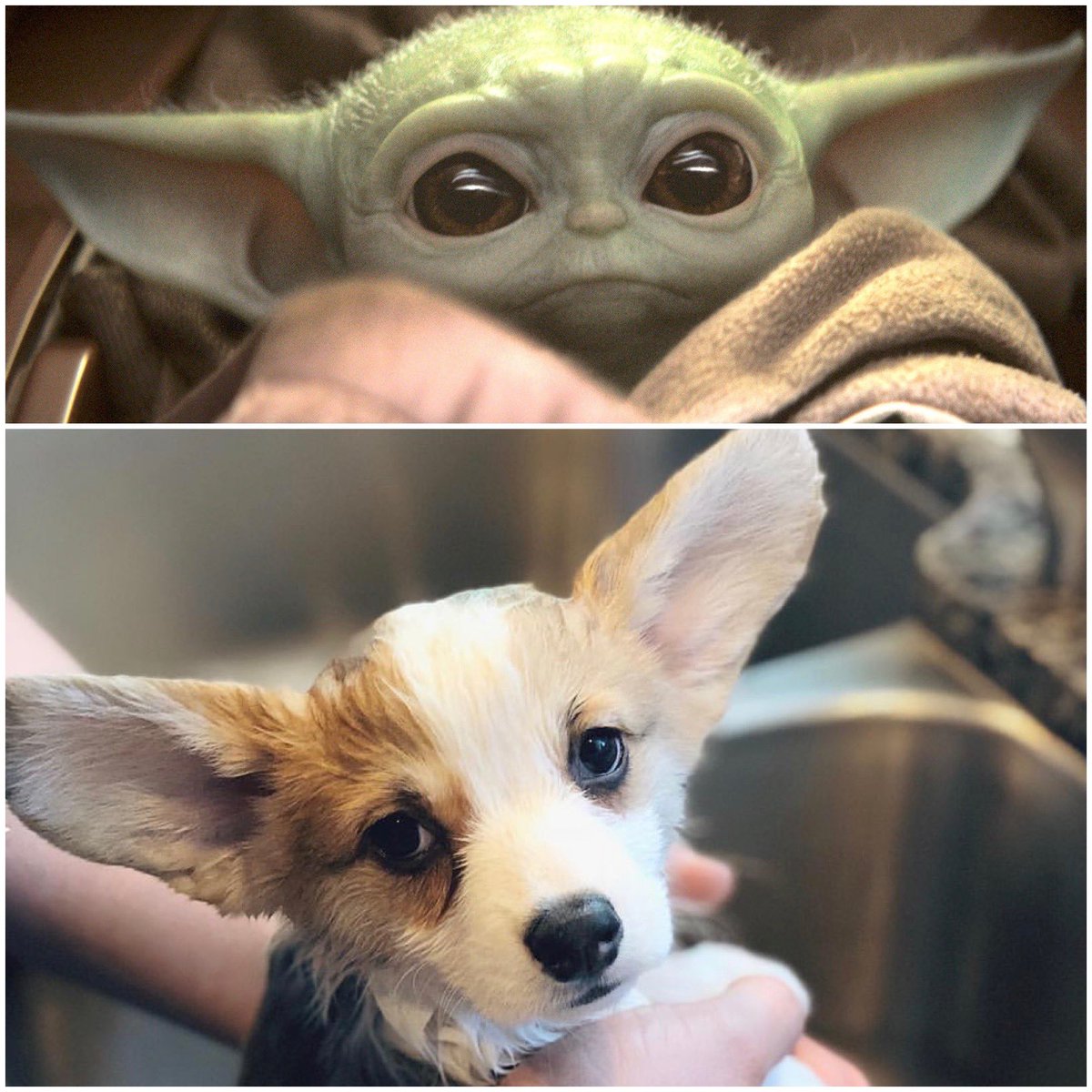 NevFluffbottom's tweet photo. Who wore it better https://t.co/zWlwBQOJqI