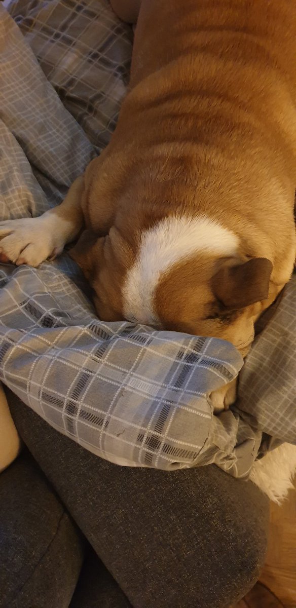 madsbaz's tweet photo. When Christmas has you like 😴😴😴 #rondog #englishbulldog https://t.co/IijNHdMkrz
