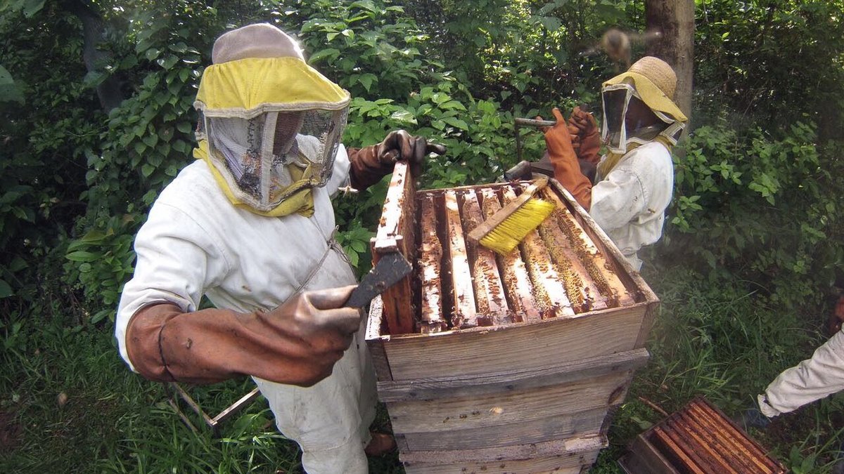 FarmBureau's tweet photo. Meet #AgInnovationChallenge finalist &amp; @FarmBureauMD member Dawn Musil. Hivelend is an online platform that connects beekeepers &amp; farmers for sustainable pollination. By ensuring farmers &amp; beekeepers are supported with healthier crop yields, Hivelend's helping to feed the future. https://t.co/5d4Vd1kFaS