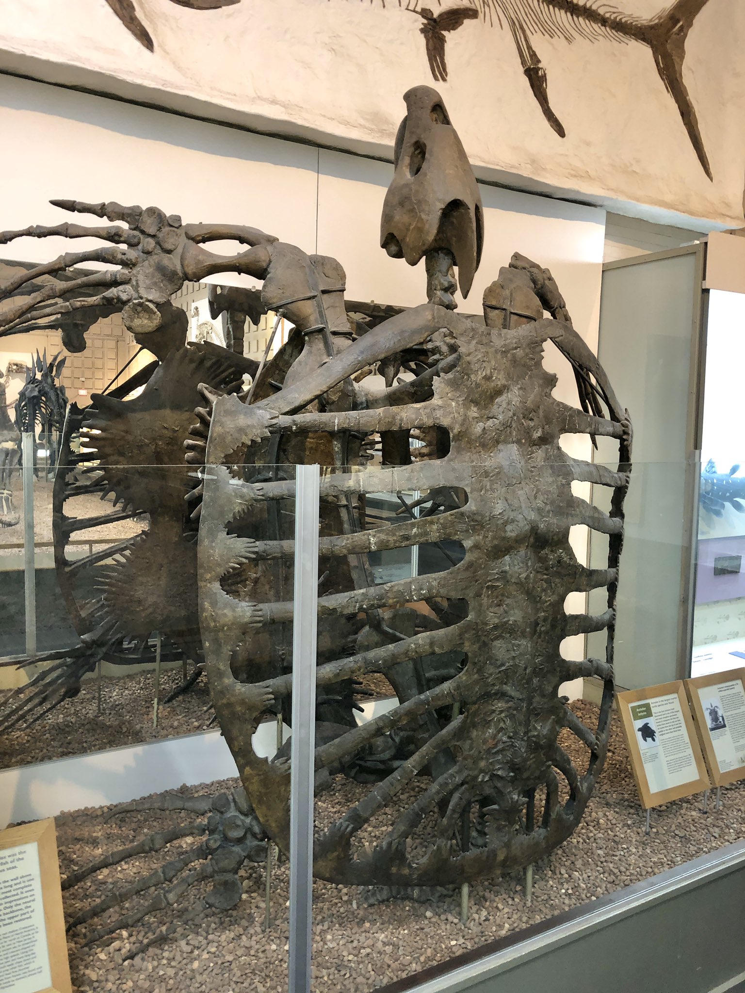 Deinonychus  Yale Peabody Museum