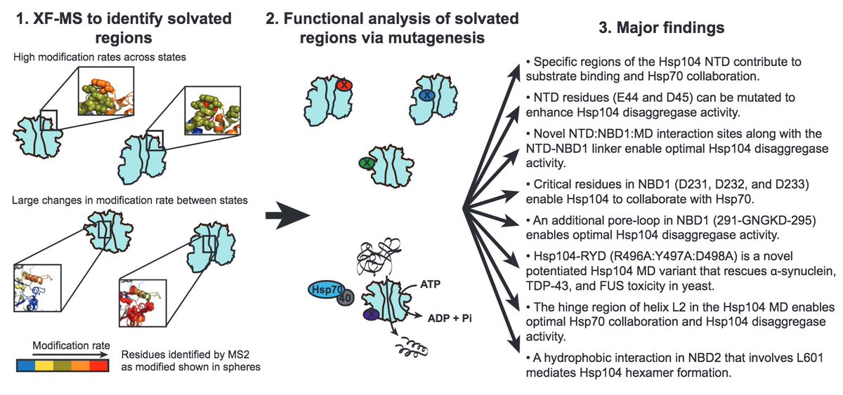 ShorterLab's tweet photo. Structural and mechanistic insights into Hsp104 function revealed by synchrotron x-ray footprinting: https://t.co/m2znmX0aq0 https://t.co/3udfTvPspw