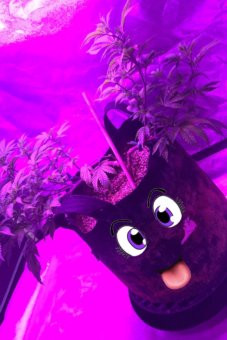 SweetleafHeals's tweet photo. Have you seen #SoulPlane new look?! 💄
Come get a #pic with her today a earn 150 entries by sharing her pic 📸

Sponsored by: 🤜🏼🤛🏼
#SweetleafOrganics &amp; #GrammaWitchdoctors
Enter our #Giveaway below: 💚🌱

https://t.co/t9GIVi93GO https://t.co/WHNzxnYCDP